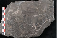Foto (Detailansicht) von Hawlea miltoni Artis (NHMW-GEO-2024-0188-10951)